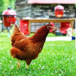 Kamado – Mi volt előbb a tyúk vagy a tojás?