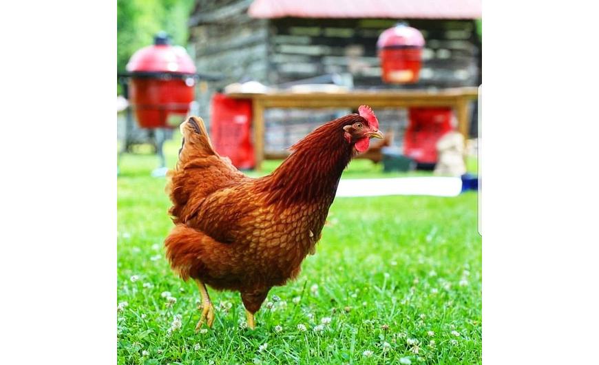 Kamado – Mi volt előbb a tyúk vagy a tojás?
